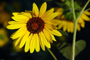 Sonnenblume vor dunklem Hintergrund