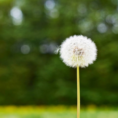 Dandelion flower against the green background