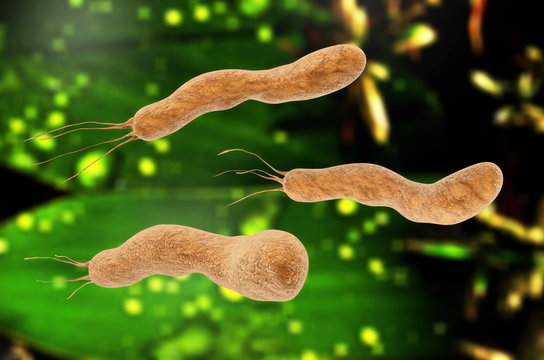 Helicobacter pylori - 3d rendered illustration
