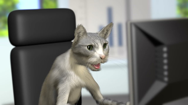 Cat internet computer