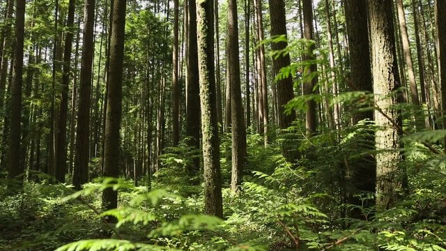 Pacific Northwest Rain Forest camera move