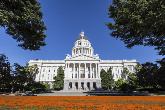California Capitol Building with Poppies