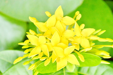 Close-yellow flowers West Indian Jasmine