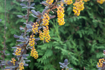 Blooming barberry bush