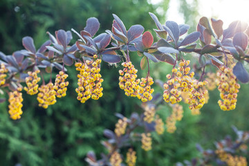 Blooming barberry bush