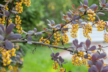 Blooming barberry bush