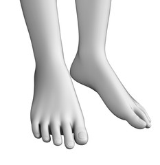 Foot anatomy artwork