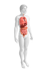 Digestive system of male body