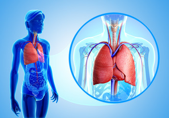 Obrazy na Szkle  Anatomia męskich płuc