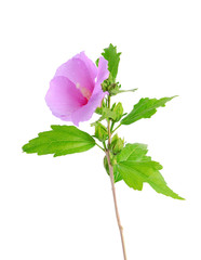 Mallow flower isolated on a white background
