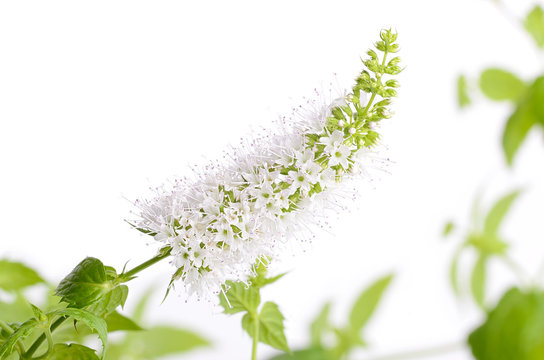 Closeup photo of mint flower on white background