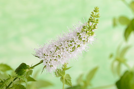 Closeup photo of mint flower
