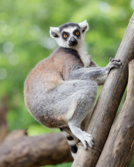 ring-tailed lemur (lemur catta) with nature background