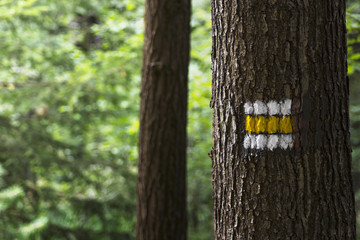 Fototapeta premium yellow touristic marks on tree trunk