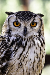 eagle owl