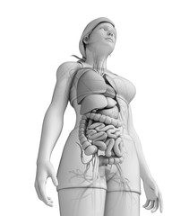Digestive system of female anatomy