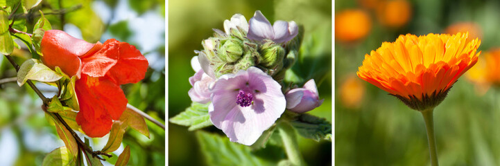 Granatapfel -  Eibisch - Ringelblume
