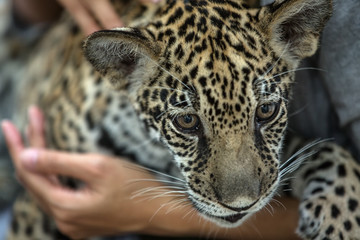 Woman holding tiny leopard cub