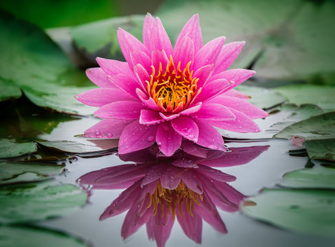 Fototapeta lotus flower
