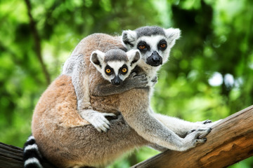 ring-tailed lemur - obrazy, fototapety, plakaty