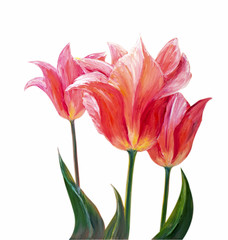 Tulips, oil painting on canvas