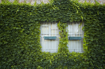 windows surrounded by creeper