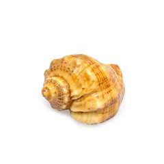Sea shell isolated on white