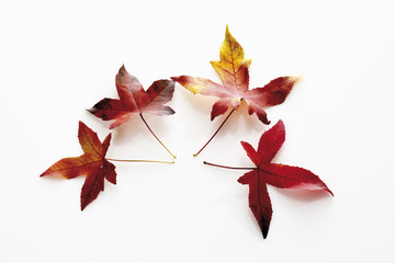 Blätter von Red Gummibaum (Liquidambar )