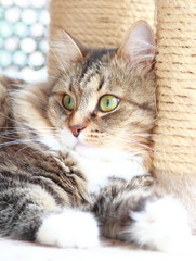 brown cat of siberian breed