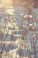 Branches of dry plants with snow. Lit with sunlight
