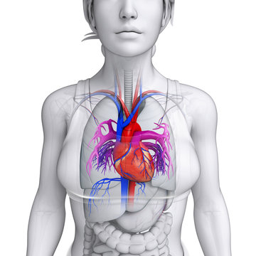 Female Heart Anatomy