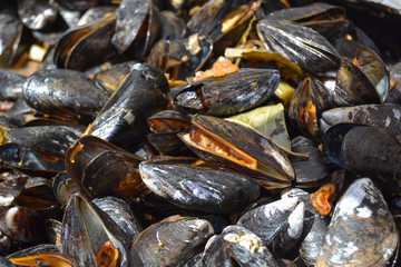 Cozze