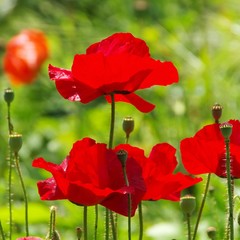 Klatschmohn - corn poppy 46