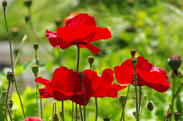 Obraz premium Klatschmohn - corn poppy 47