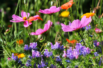 Flowery meadow with cosmos and echium