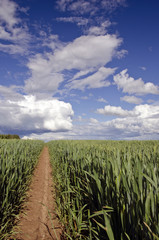 summer time wheat field