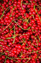 red currants