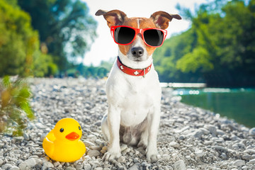 Obraz na płótnie Canvas dog summer vacation