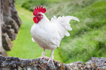 Beautiful white rooster standing proudly