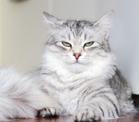 siberian cat, female silver type