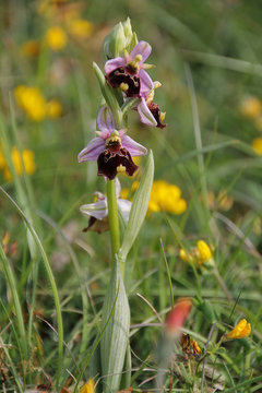 Orchid&eacute;e Orphys Abeille de Bourgogne
