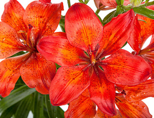 Red lilly flower