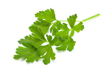 Parsley aromatic herb