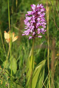 Orchid&eacute;e Orchis Militaire de Bourgogne