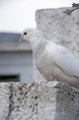white pigeon
