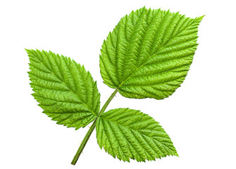 Raspberry leaf