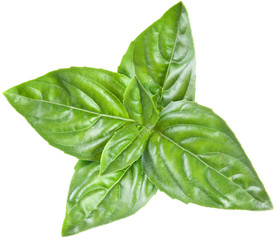 Green basil leaves isolated on a white.