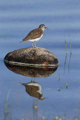 Common sandpiper, Tringa hypoleucos
