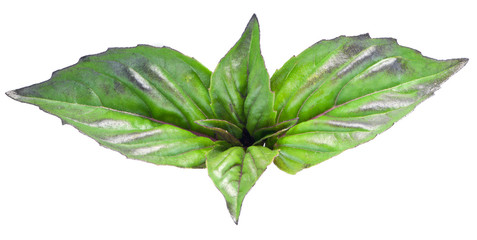 Green basil leaves isolated on a white.