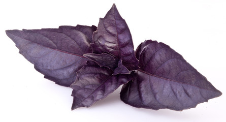 Violet basil leaves isolated on a white.